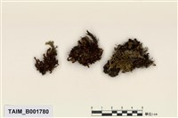 藏品(偏葉提燈苔)的圖片